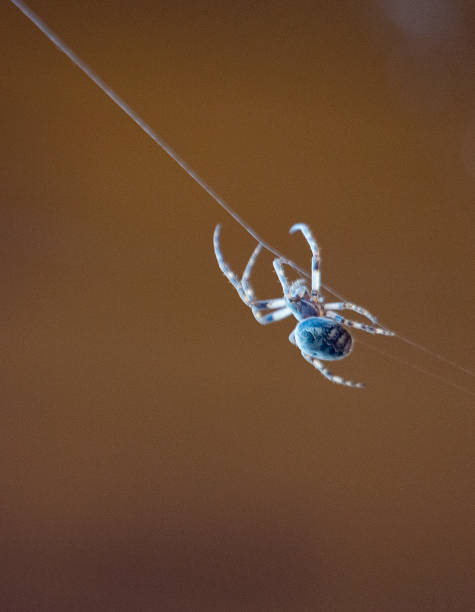 Spinning Spider Close up of spider climbing of strand of webbing spinning web stock pictures, royalty-free photos & images