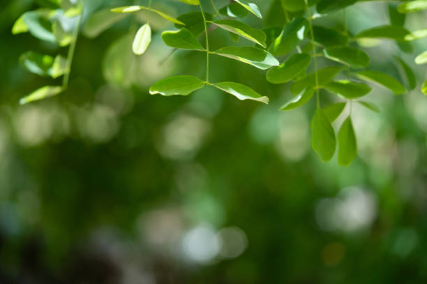 green leaves and bokeh background