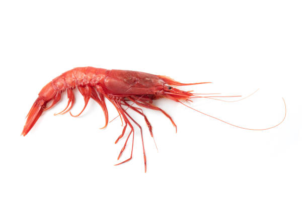 camarão vermelho gigante/gamba gigante prawn – aristaeomorpha marginella - camarão marisco - fotografias e filmes do acervo