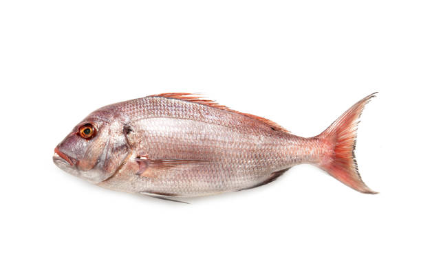 istock Mediterranean fish 