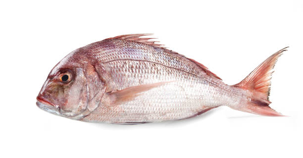 istock Mediterranean fish 