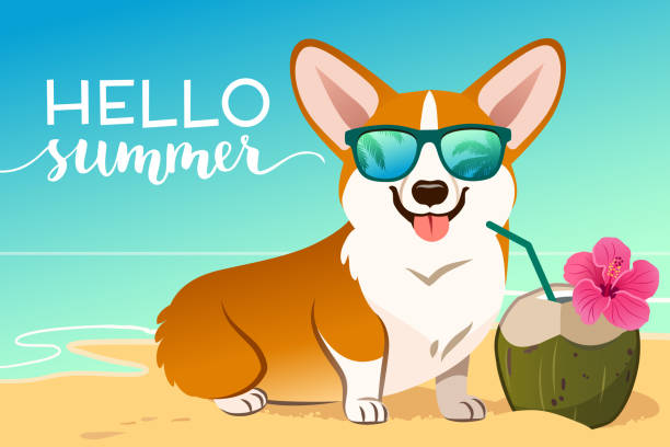 corgi hund trägt reflektierende sonnenbrille an einem sandstrand, meer im hintergrund, grünes kokosnussgetränk, hallo sommer-text. witzig humorvoll, tropischer urlaub, sommerferien, warmes wetterthema. - vector sand summer smiling stock-grafiken, -clipart, -cartoons und -symbole