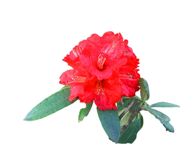 istock Rhododendron arboreum red flower on white 1154800075