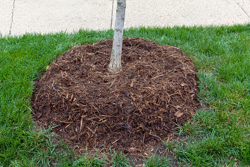 Expertly mulched young tree in grassy sidewalk easement.