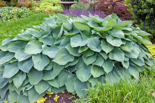 Enormous grooved Big Daddy Hosta.