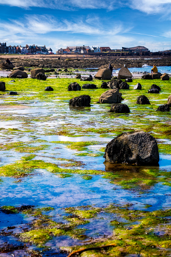Stunning view on stone with seaweed and North Berwick, Scotland, UK