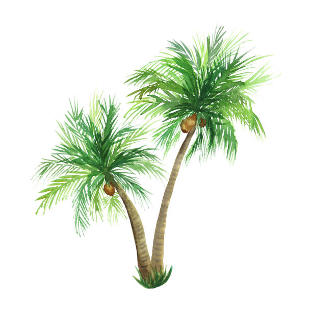 watercolor coconut palm tree isolated hand drawn watercolor coconut palm tree isolated on white background fruit of coconut tree stock illustrations