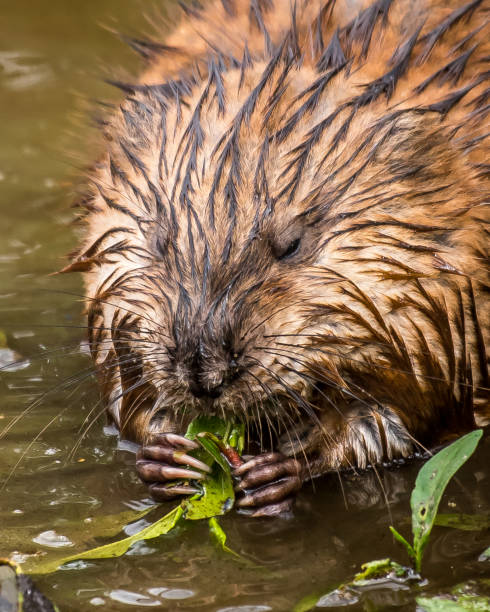 istock Muskrat eating vegetation in the pond 1154805919