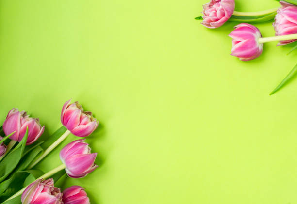 istock Pink flowers tulips lying on a green background. 1154807061