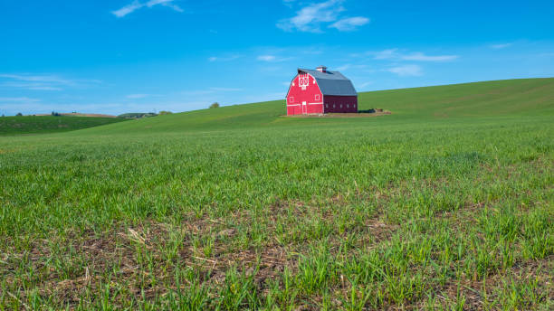 istock Spring wheat field green and red barn in Eastern Washington 1154808228