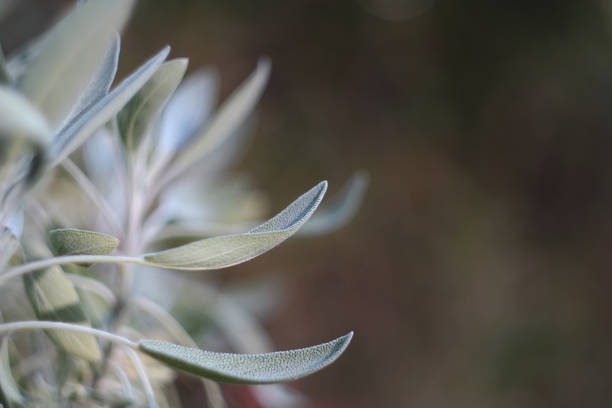 Fresh sage branch. Salvia Officinalis
