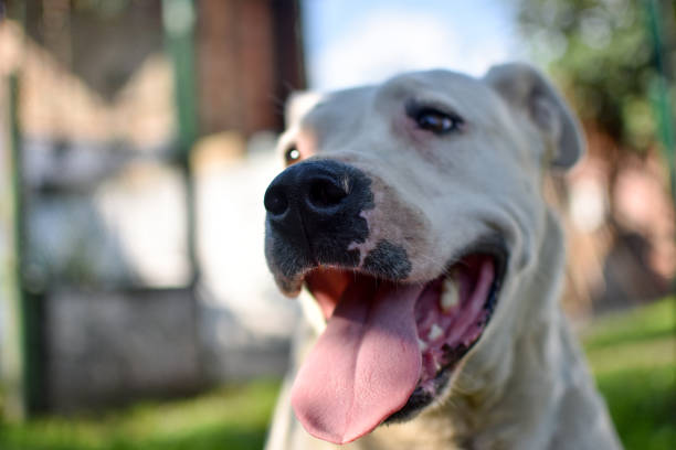 Dog, Smiling, Teeth