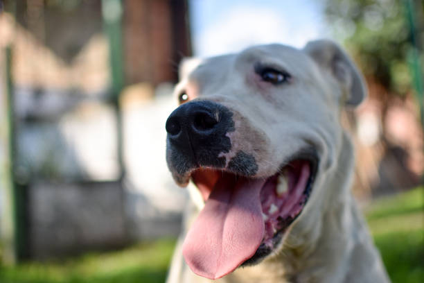 Happy pet Dogo Argentino dog laughs Dog, Smiling, Teeth dogo argentino stock pictures, royalty-free photos & images