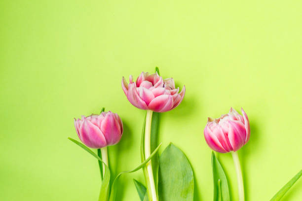 istock Three pink tulip flowers lying on a green background. 1154809874
