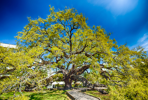 The Treaty Oak is at least 250 years old and sits in downtown Jacksonville.