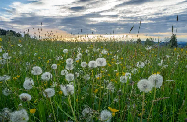 spring meadow with dandelions in the Allgau alps at dawn, Bavaria, Germany