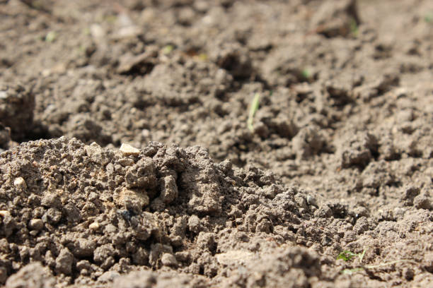 istock Blurred fertile soil close-up for background. 1154811507