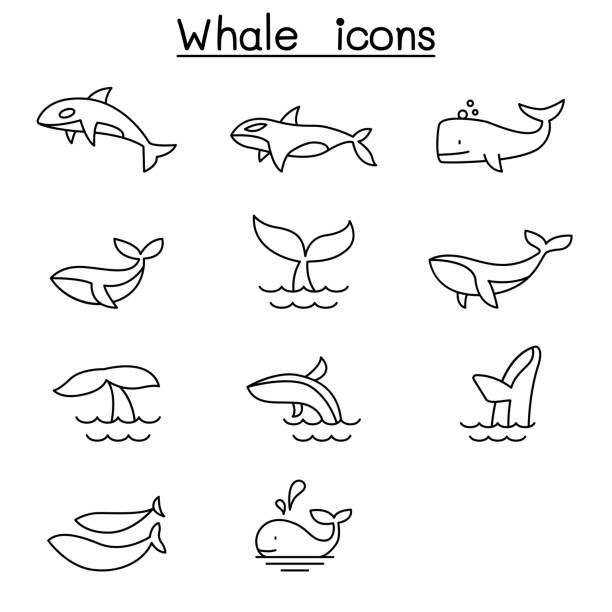 Whale icon set in thin line style Whale icon set in thin line style whale jumping stock illustrations