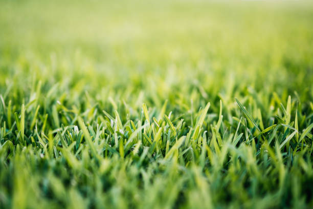 Spring or summer background with green grass.Environment concept