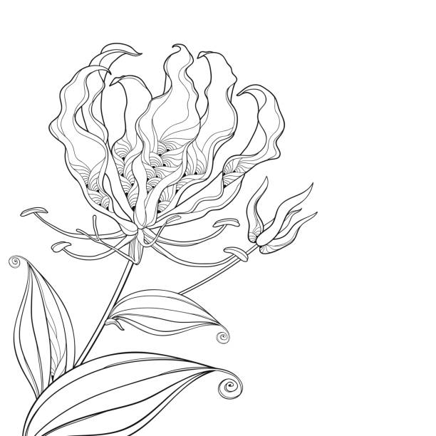 wektorowy bukiet rogu zarys gloriosa superba lub lilia płomień, łodyga z kwiatem, pączek i liść w kolorze czarnym izolowane na białym tle. - white background flower bud stem stock illustrations