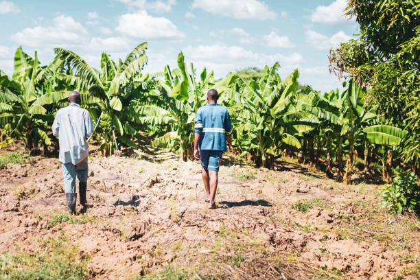 istock African farmer with his son approaching their farm 1154814687