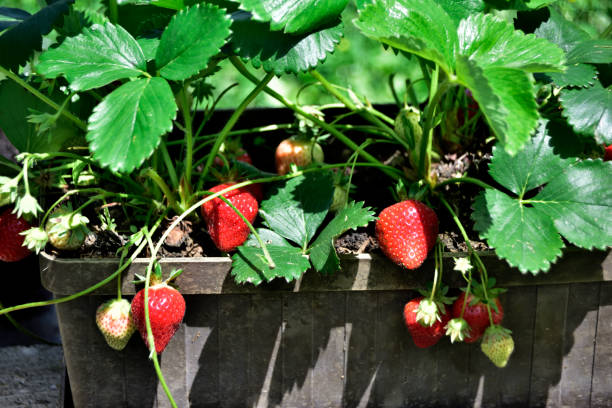 istock organic strawberry in the pot 1154814863