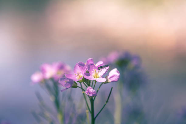 Cardamine pratensis Pink flower near the river anthocharis cardamines stock pictures, royalty-free photos & images