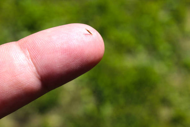 A splinter in the finger close-up. A splinter in the finger close-up. sliver stock pictures, royalty-free photos & images