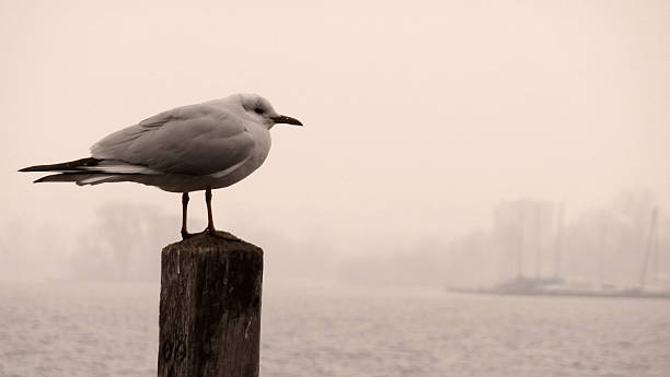 istock Perched seagull watching over a misty winter Lake Zug 115481563