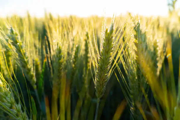 Green wheat field. Wheat field. Ears of raw wheat close up. Rural Scenery under Shining Sunlight. Meadow of wheat.Grain field on sunny day. Cereal farming. Agricultural field in spring. Close up Macro