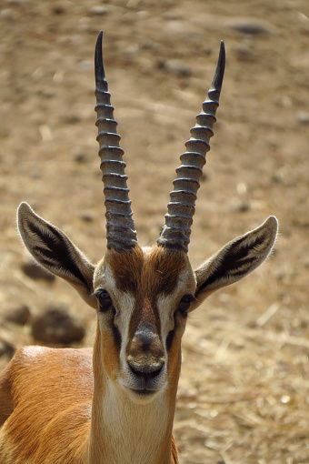 selective focus photography of antelope standing on field during daytime photo – Free Animal Image on Unsplash selective focus photography of antelope standing on field during daytime photo – Free Animal Image on Unsplash
