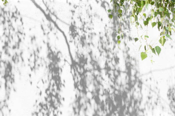 istock shadow of a tree with a leafy crown on the wall. Leaf pattern. Blurred background. 1154817385