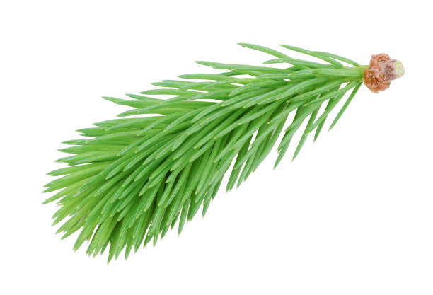 istock Sprig of fir isolated on white 1154817635
