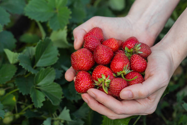 istock Women's hands hold a handful of fresh strawberries 1154817808