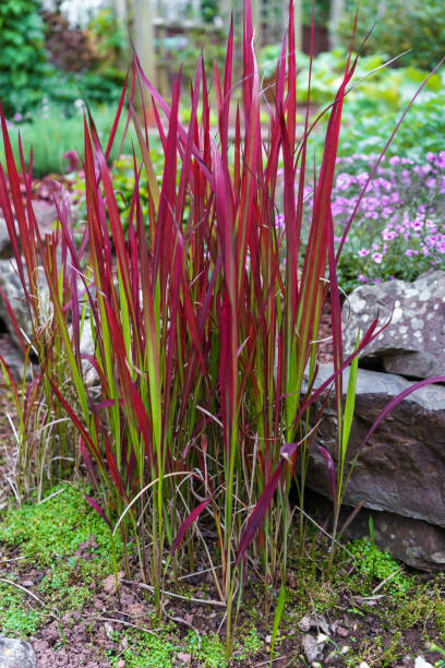 istock Imperata Rubra cylindrica Red Baron grass in the garden 1154817864