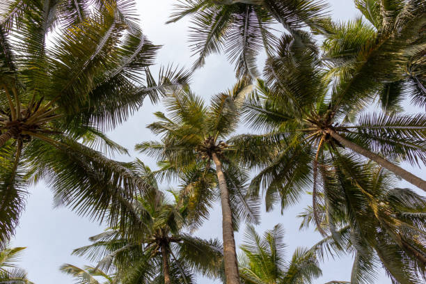 istock landscape of palm trees against the sky 1154818762