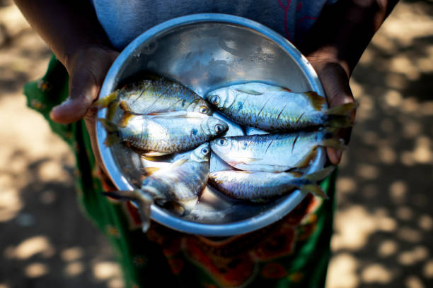 African Woman Showing Catch of Fish Africa, Village Life, Fish - An African Woman holding the bowl of fish fish village stock pictures, royalty-free photos & images