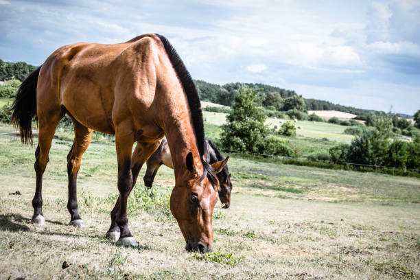 istock Brown wild horse on meadow idyllic field 1154819947
