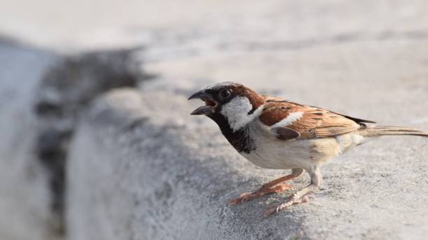 istock Sparrow bird sitting on the white wall, 1154820357