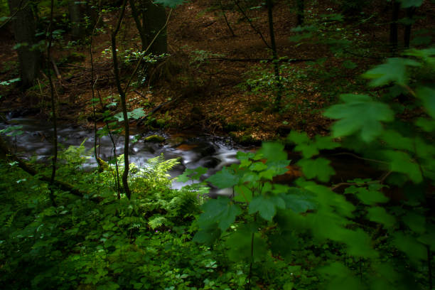 istock Forest path with fast flowing stream in Rheinland-Palatinate 1154820471