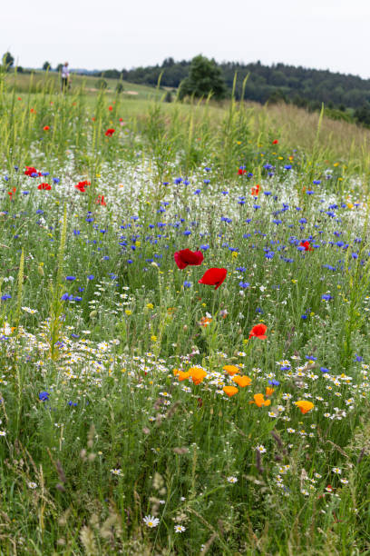 istock colorful flowers in a summer field 1154821126