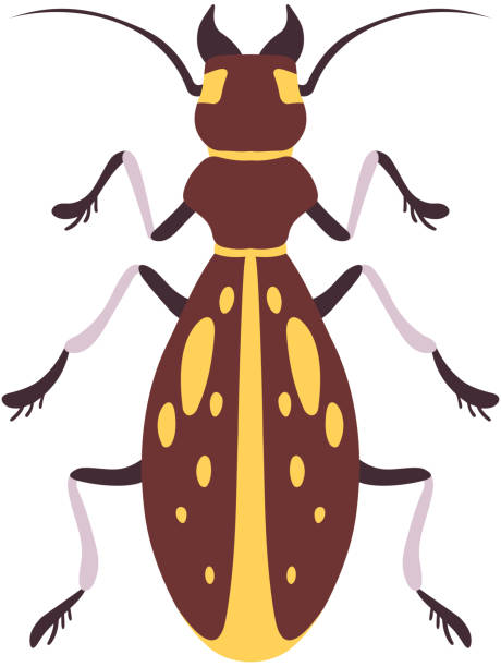Kever Insect Geel En Bruin Platte Vector Illustratie Stockvectorkunst en meer beelden van Begrippen - iStock
