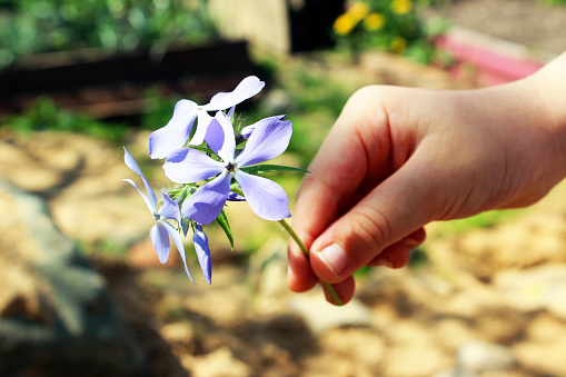 The child gives a flower of blue Phlox.