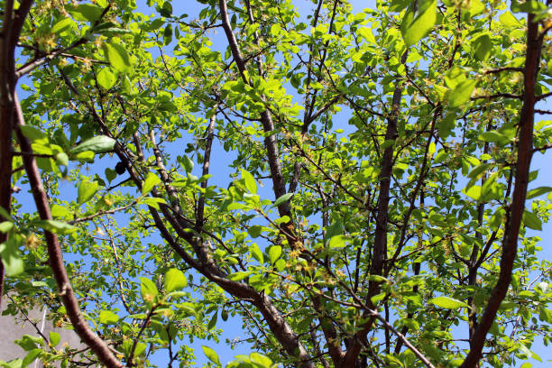 istock Plum tree against the blue sky. Branches with foliage without flowers. 1154822542