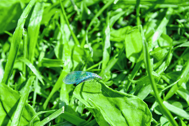 Chrysopa perla or green lacewing. Insect on the grass close up.