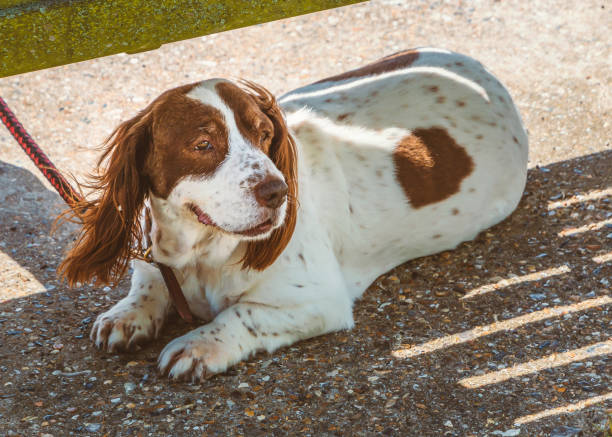 istock A cute brown and white spaniel rest in the shade under a bench on a hot sunny day 1154823177