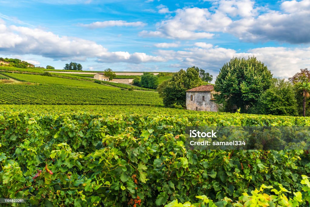 ボルドーのブドウ畑フランスの聖テミリオンぶどう園の美しい風景 - つる草のロイヤリティフリーストックフォト