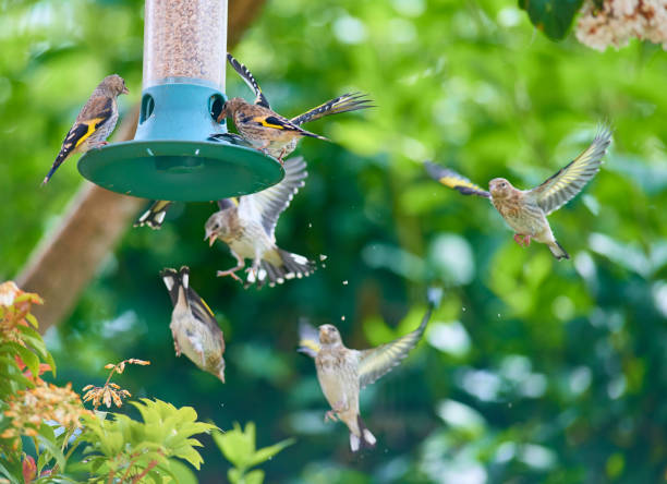 Goldfinch on garden feeder stock photo