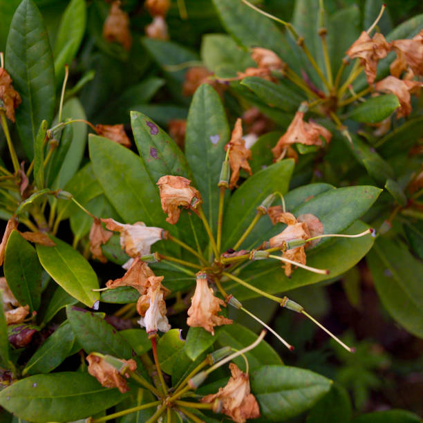 istock rhododendron with faded flowers 1154823984