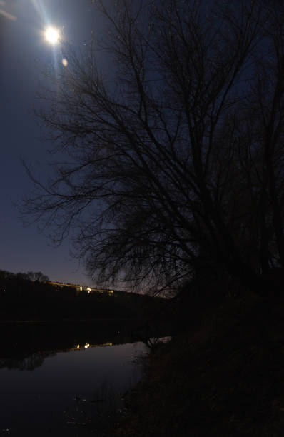 forest by the river starry night in the moonlight - lake murray imagens e fotografias de stock